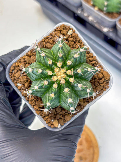 Gymnocalycium White Witcher (gy11) (8) | Collectable Plant