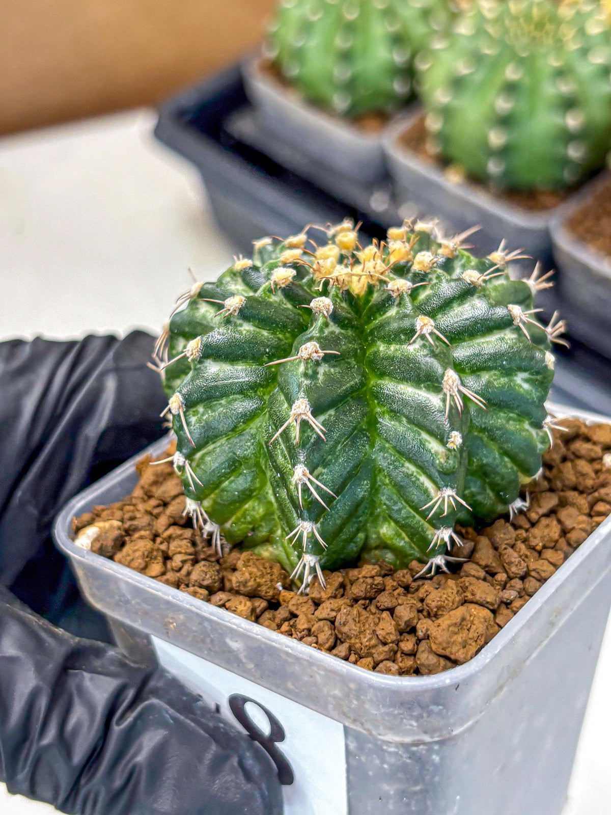 Gymnocalycium White Witcher (gy11) (8) | Collectable Plant