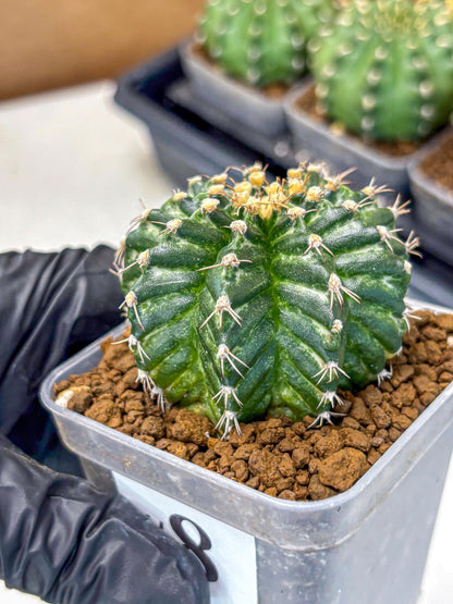 Gymnocalycium White Witcher (gy11) (8) | Collectable Plant