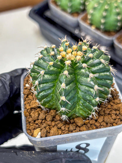 Gymnocalycium White Witcher (gy11) (8) | Collectable Plant
