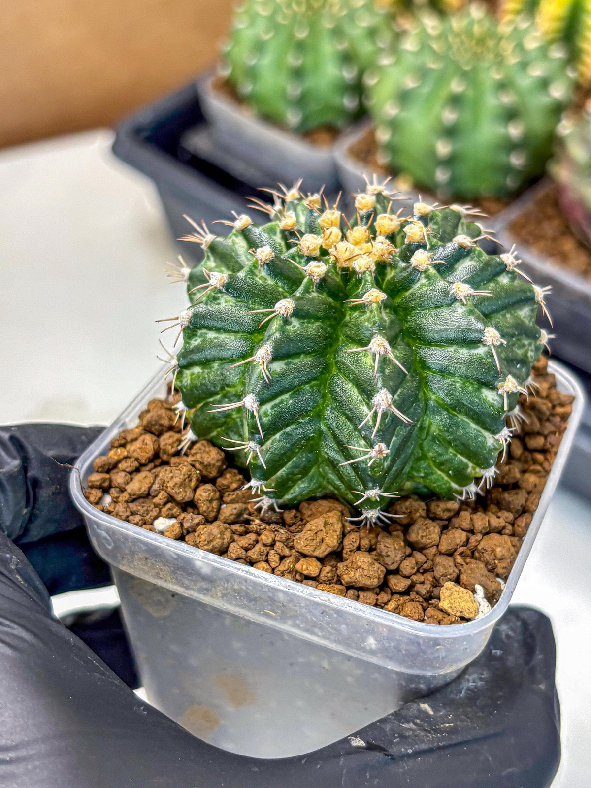 Gymnocalycium White Witcher (gy11) (8) | Collectable Plant