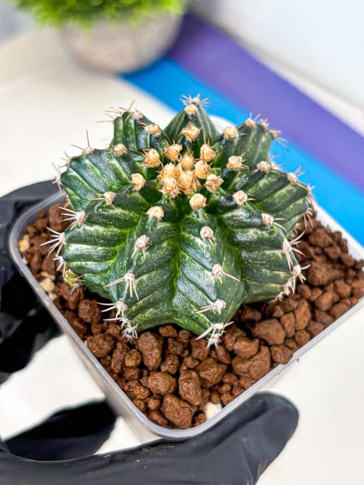 Gymnocalycium White Witcher (gy11) (9) | Collectable Plant