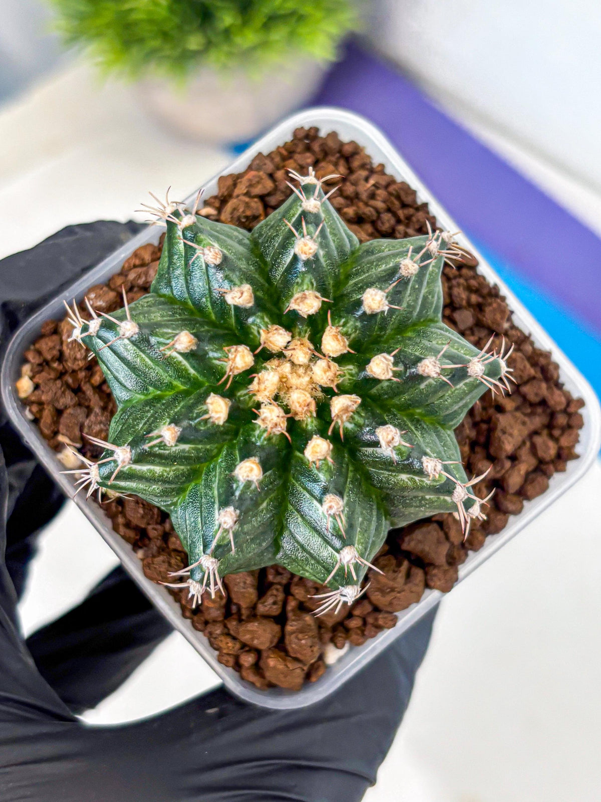 Gymnocalycium White Witcher (gy11) (9) | Collectable Plant