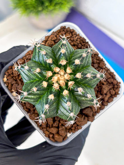 Gymnocalycium White Witcher (gy11) (9) | Collectable Plant