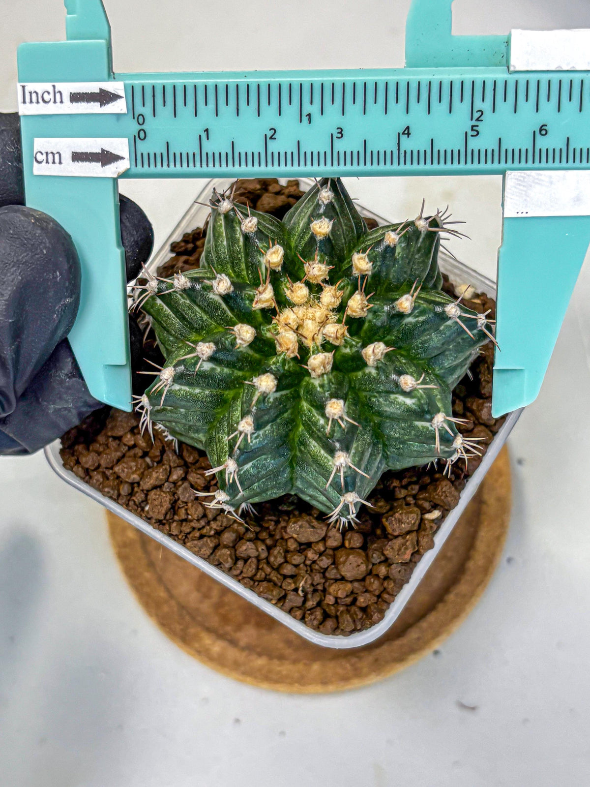 Gymnocalycium White Witcher (gy11) (9) | Collectable Plant