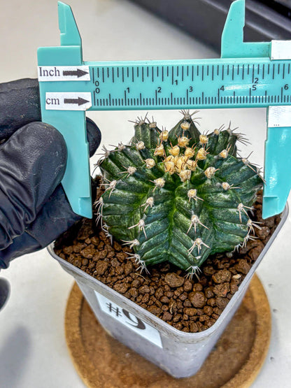Gymnocalycium White Witcher (gy11) (9) | Collectable Plant