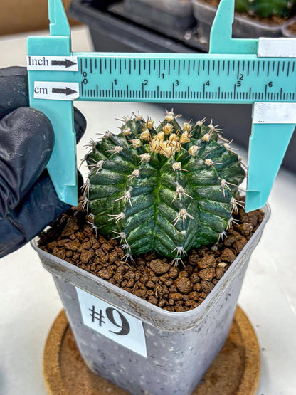 Gymnocalycium White Witcher (gy11) (9) | Collectable Plant