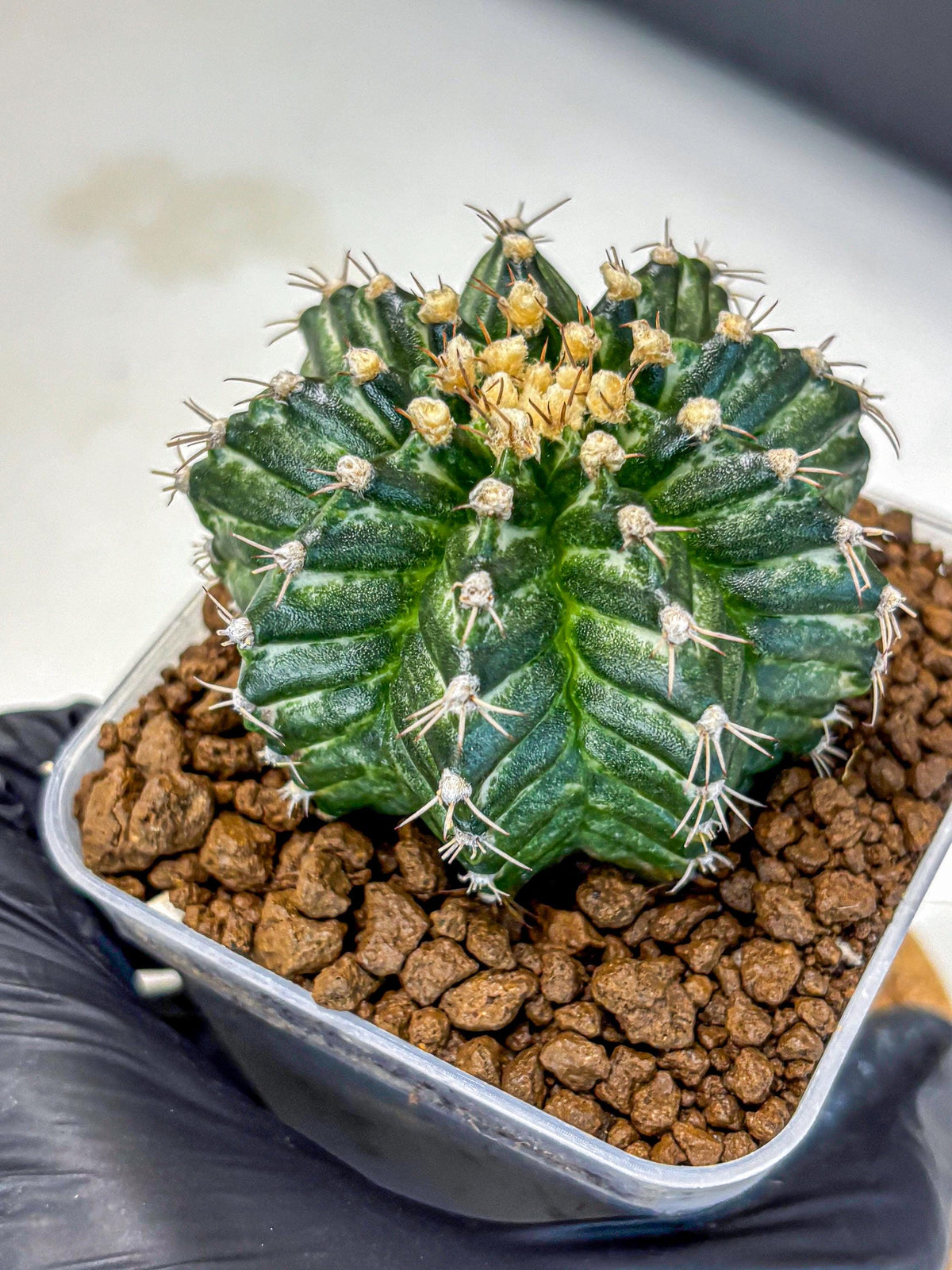 Gymnocalycium White Witcher (gy11) (9) | Collectable Plant