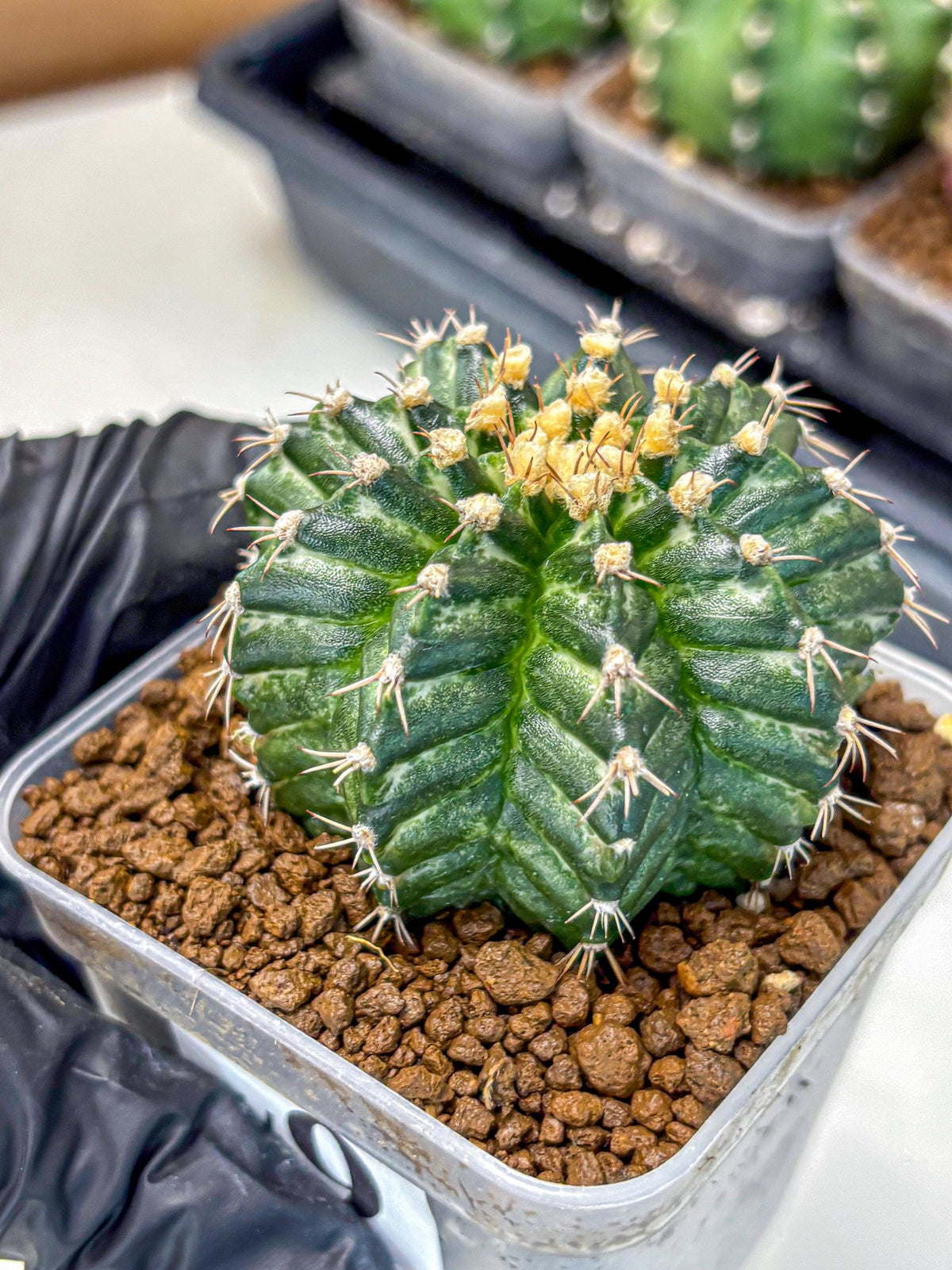 Gymnocalycium White Witcher (gy11) (9) | Collectable Plant