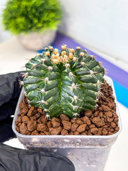 Gymnocalycium White Witcher (gy11) (9) | Collectable Plant