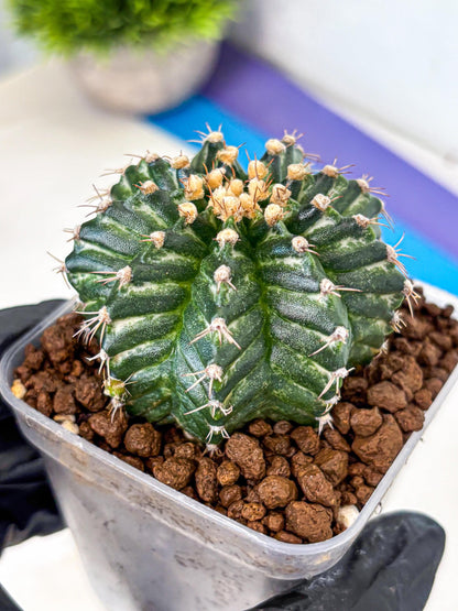 Gymnocalycium White Witcher (gy11) (9) | Collectable Plant