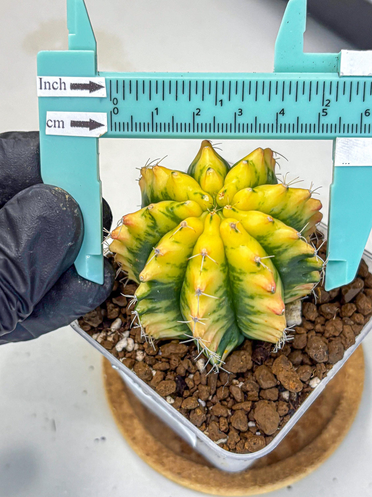 Gymnocalycium Yuzu (gy11) (11) | Collectable Plant