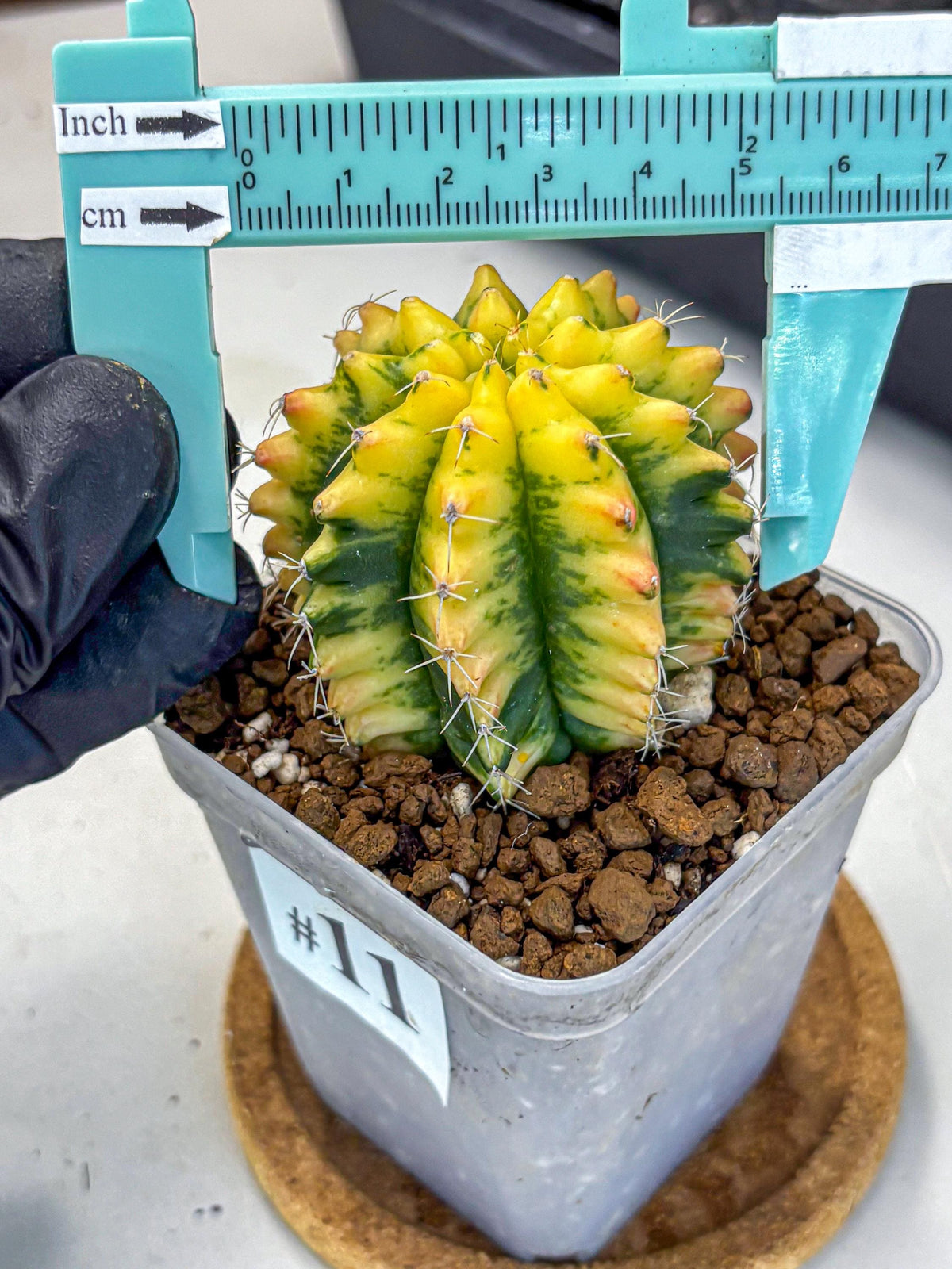 Gymnocalycium Yuzu (gy11) (11) | Collectable Plant