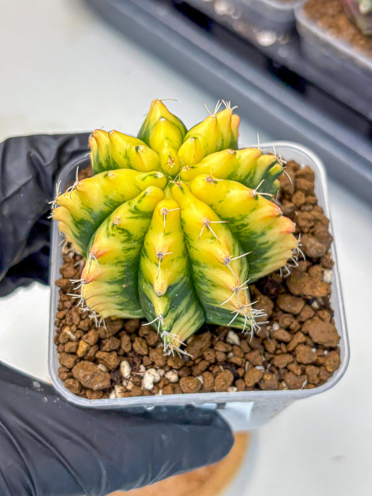 Gymnocalycium Yuzu (gy11) (11) | Collectable Plant
