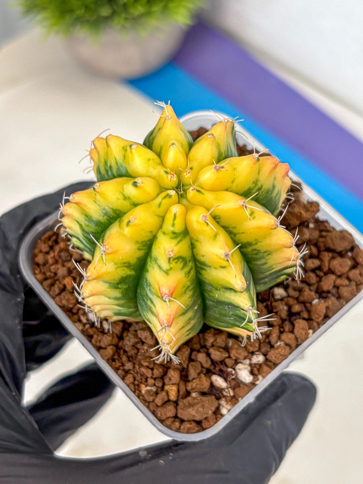 Gymnocalycium Yuzu (gy11) (11) | Collectable Plant
