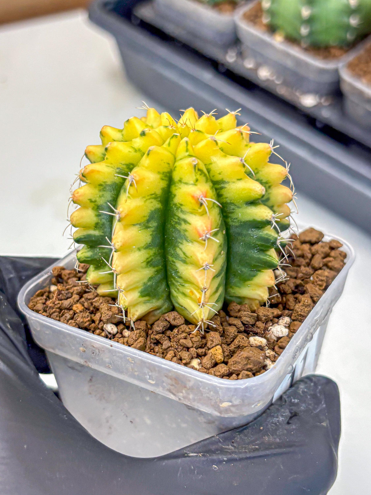 Gymnocalycium Yuzu (gy11) (11) | Collectable Plant