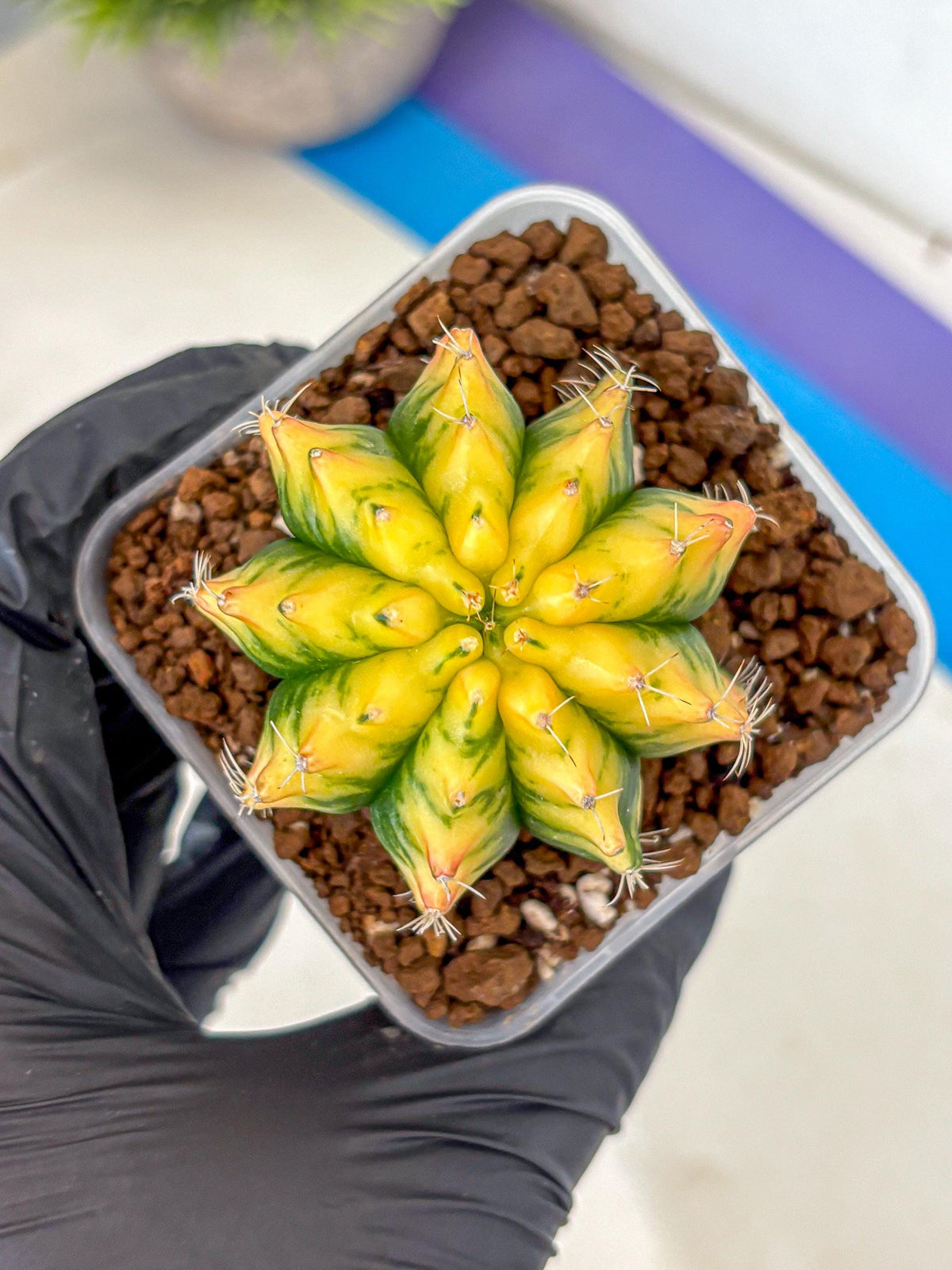 Gymnocalycium Yuzu (gy11) (11) | Collectable Plant