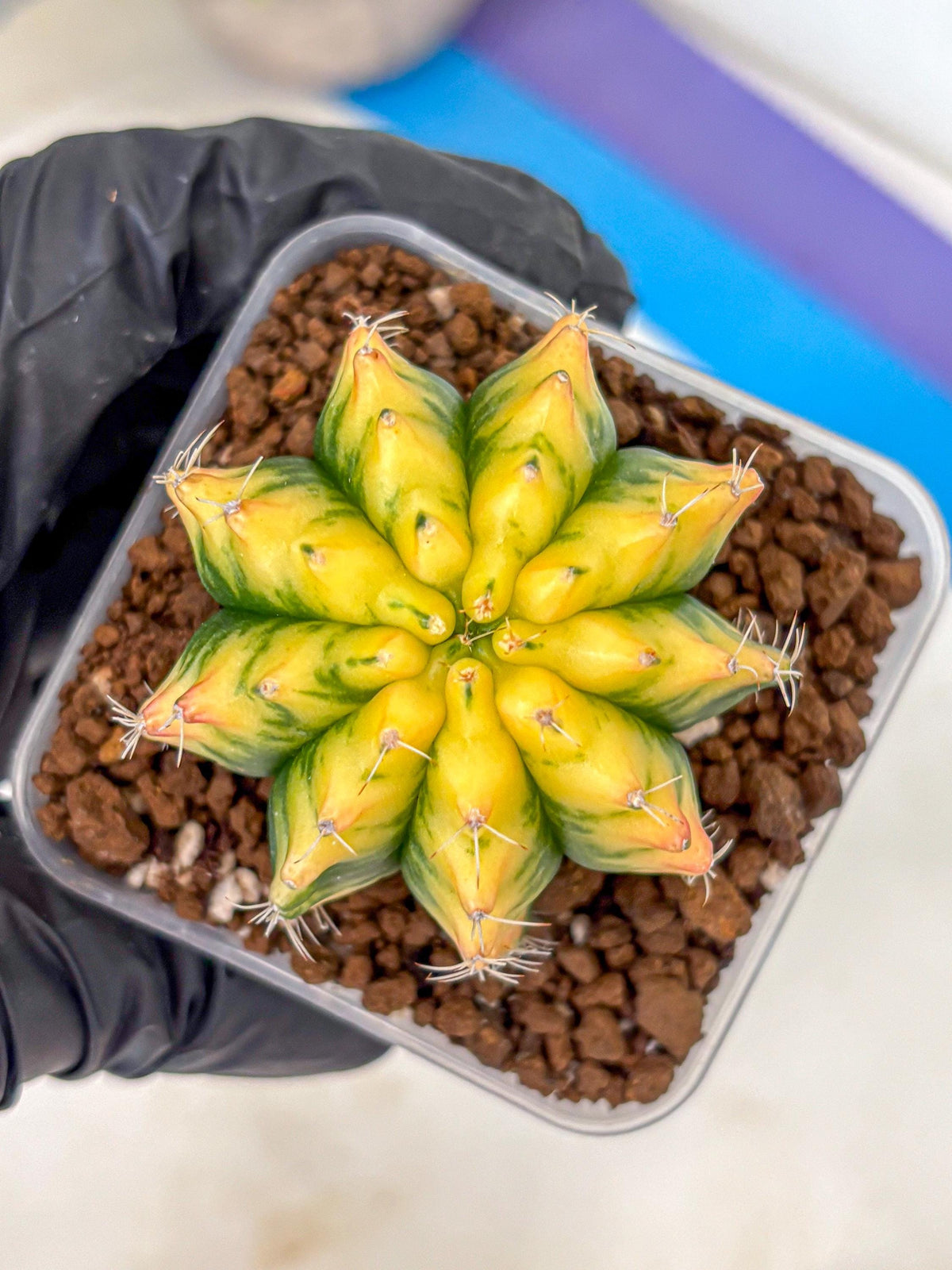 Gymnocalycium Yuzu (gy11) (11) | Collectable Plant