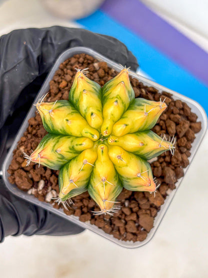 Gymnocalycium Yuzu (gy11) (11) | Collectable Plant
