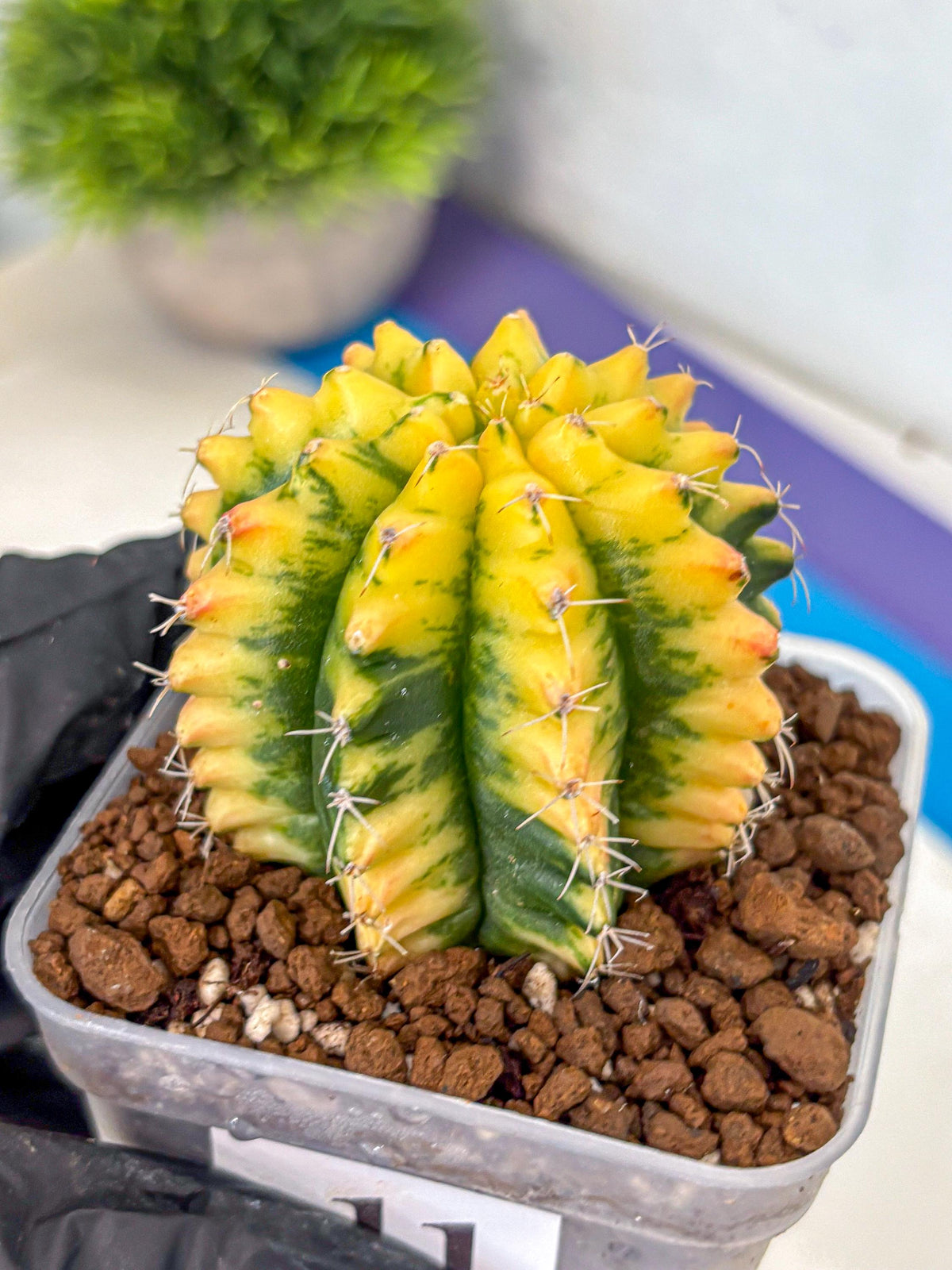 Gymnocalycium Yuzu (gy11) (11) | Collectable Plant