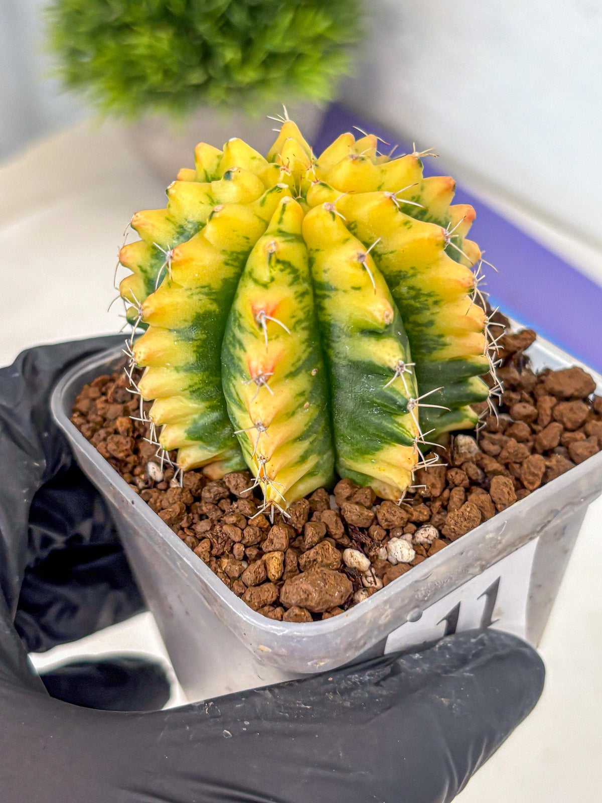 Gymnocalycium Yuzu (gy11) (11) | Collectable Plant