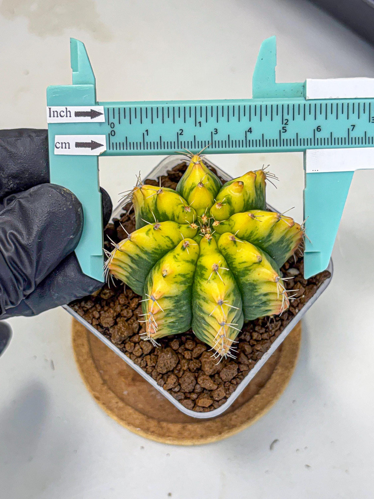 Gymnocalycium Yuzu (gy11) (12) | Collectable Plant