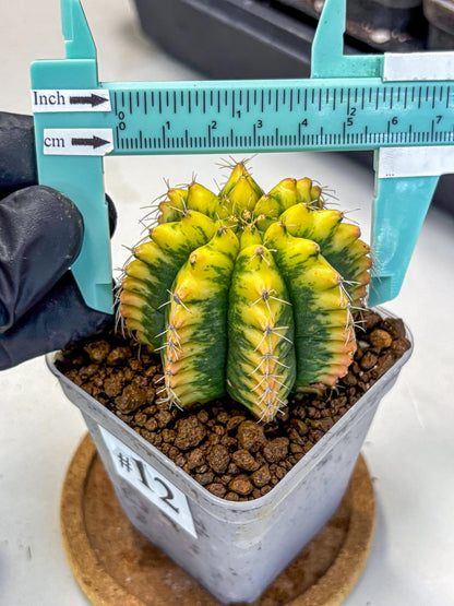 Gymnocalycium Yuzu (gy11) (12) | Collectable Plant