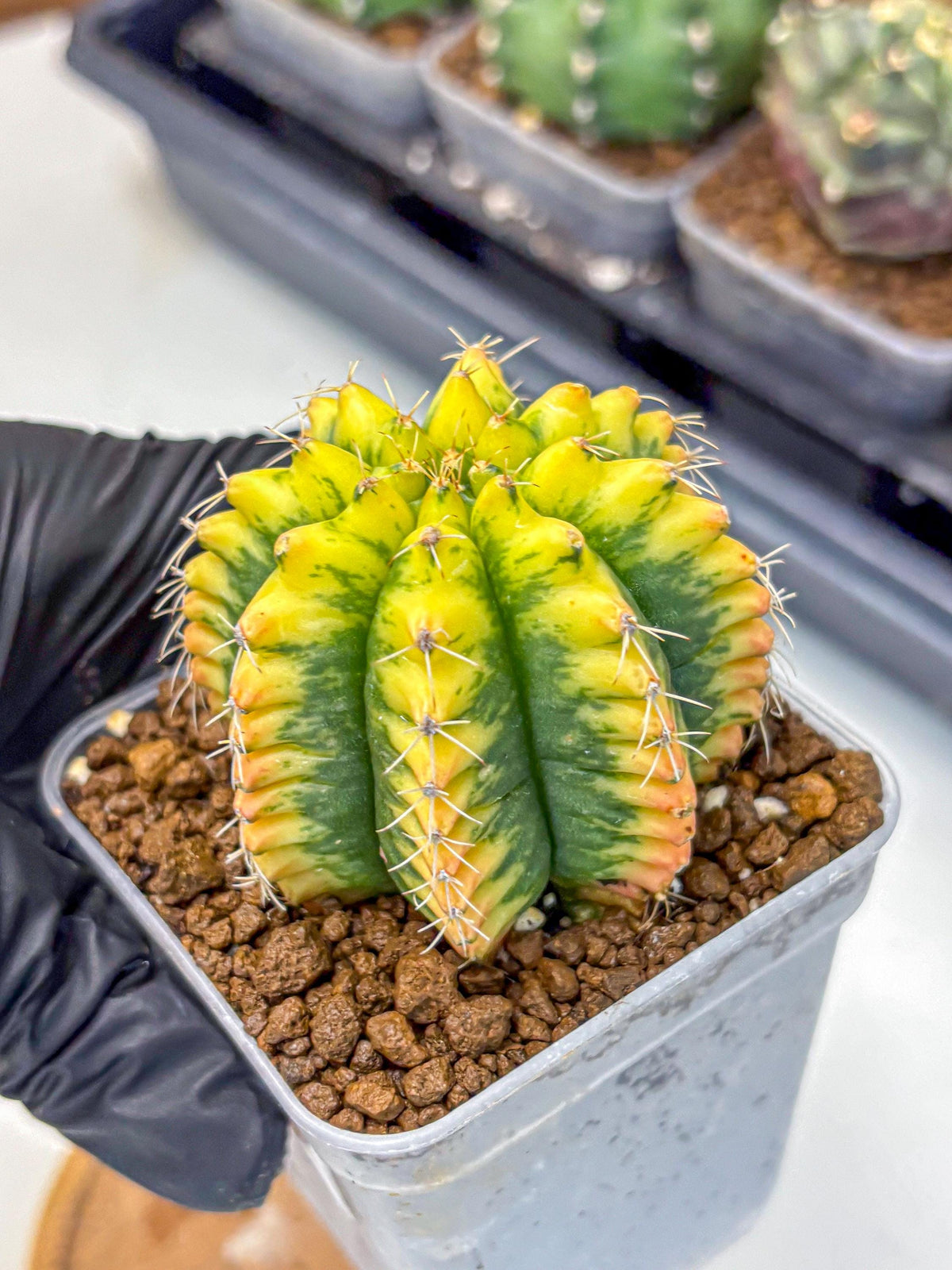 Gymnocalycium Yuzu (gy11) (12) | Collectable Plant