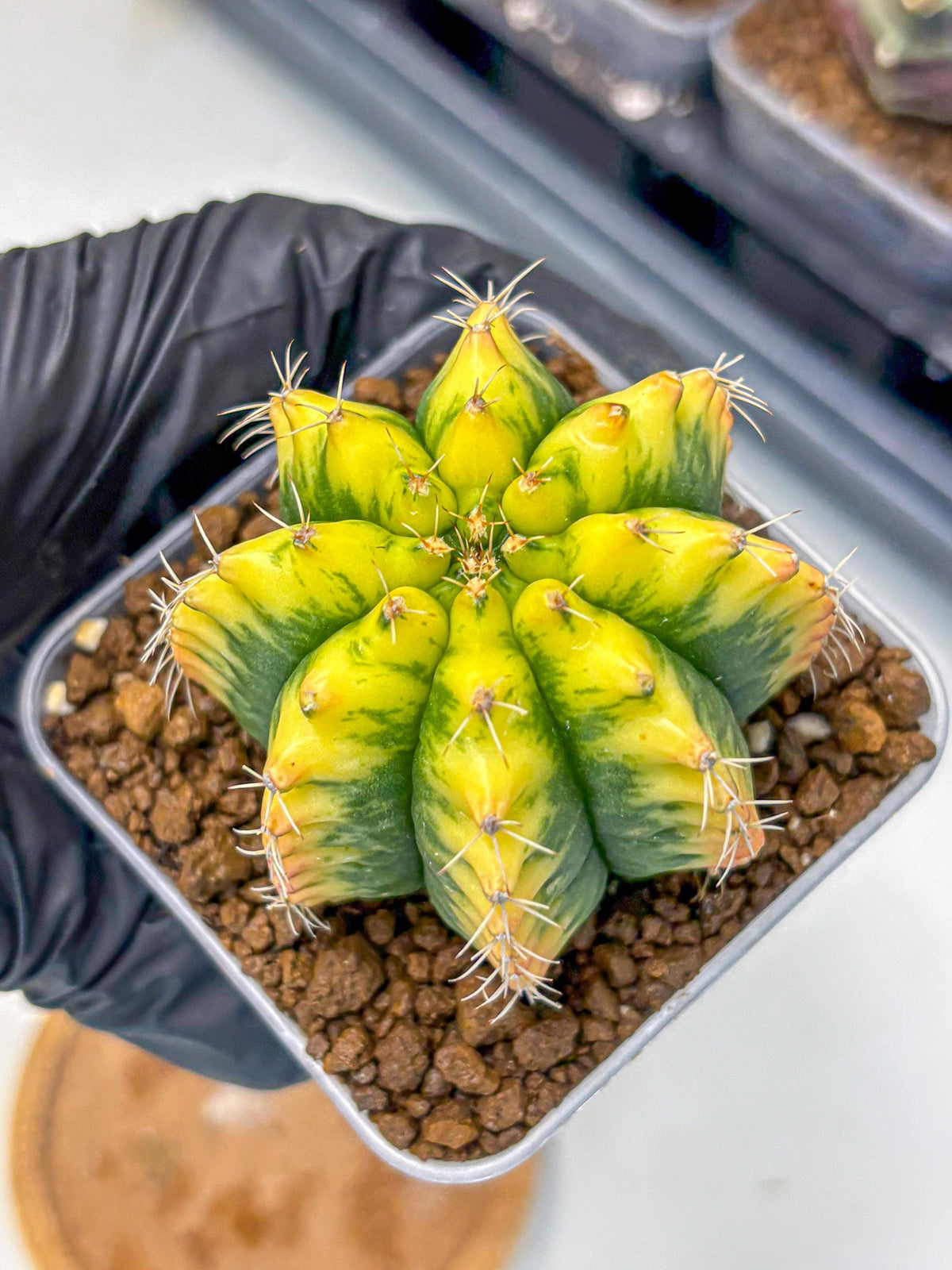 Gymnocalycium Yuzu (gy11) (12) | Collectable Plant