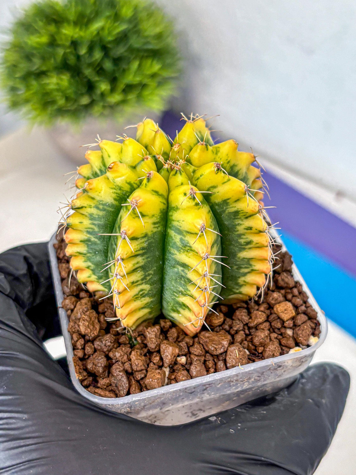Gymnocalycium Yuzu (gy11) (12) | Collectable Plant