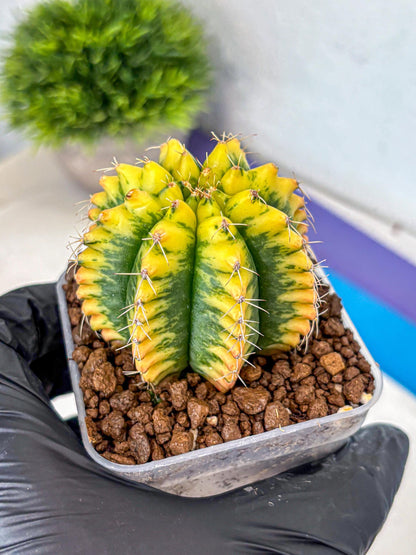 Gymnocalycium Yuzu (gy11) (12) | Collectable Plant