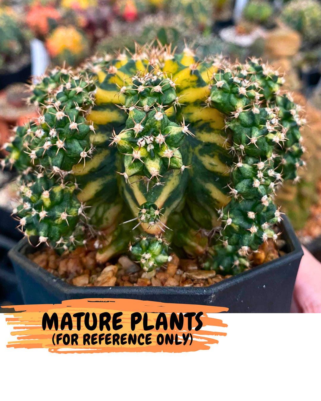 Gymnocalycium Yuzu (gy11) (12) | Collectable Plant