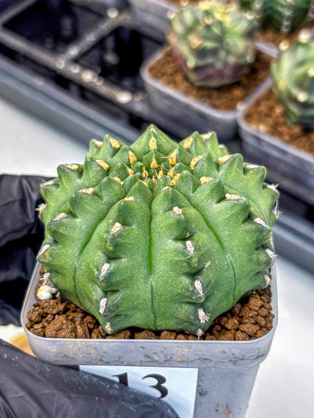 Gymnocalycium Gator (gy11) (13) | Collectable Plant