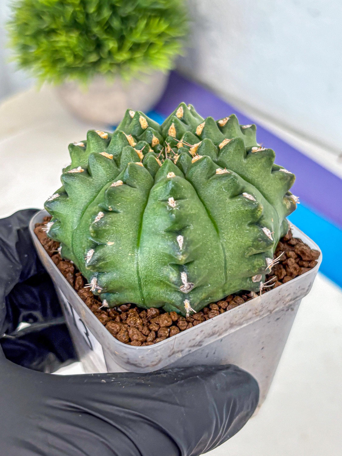 Gymnocalycium Gator (gy11) (13) | Collectable Plant