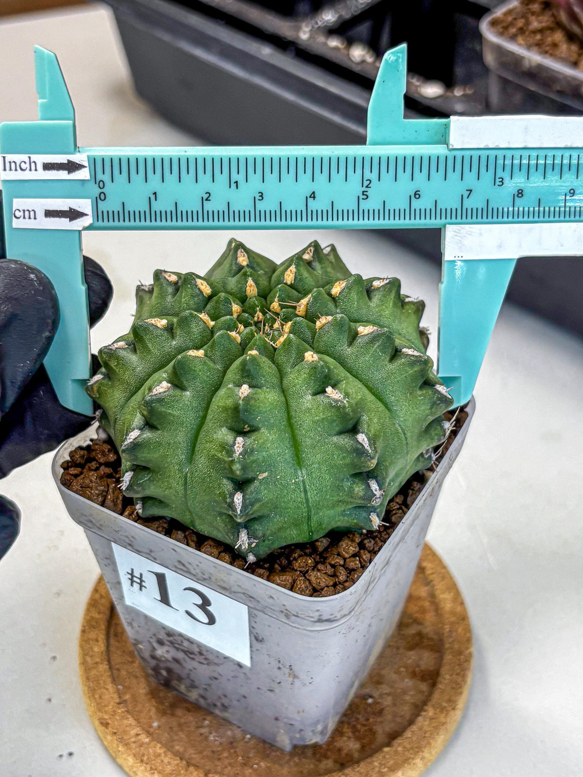 Gymnocalycium Gator (gy11) (13) | Collectable Plant
