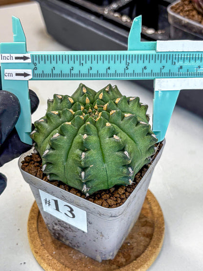 Gymnocalycium Gator (gy11) (13) | Collectable Plant