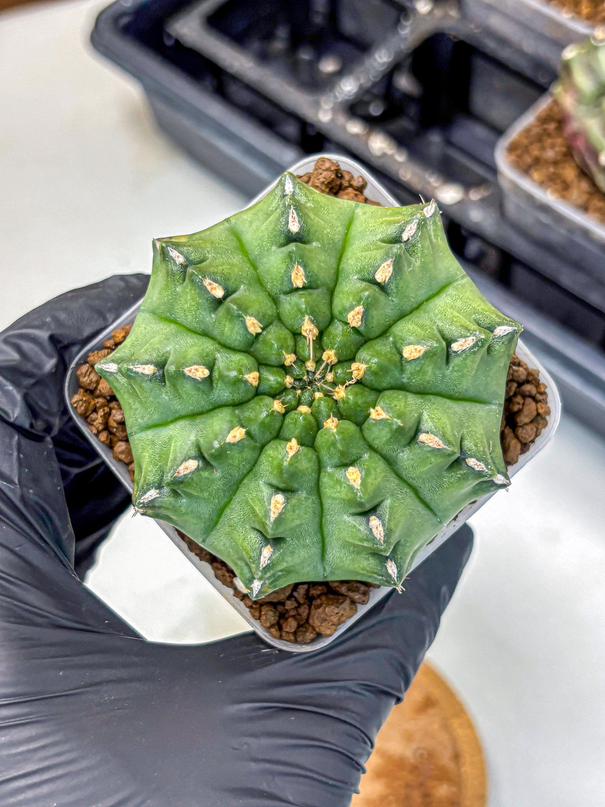 Gymnocalycium Gator (gy11) (13) | Collectable Plant