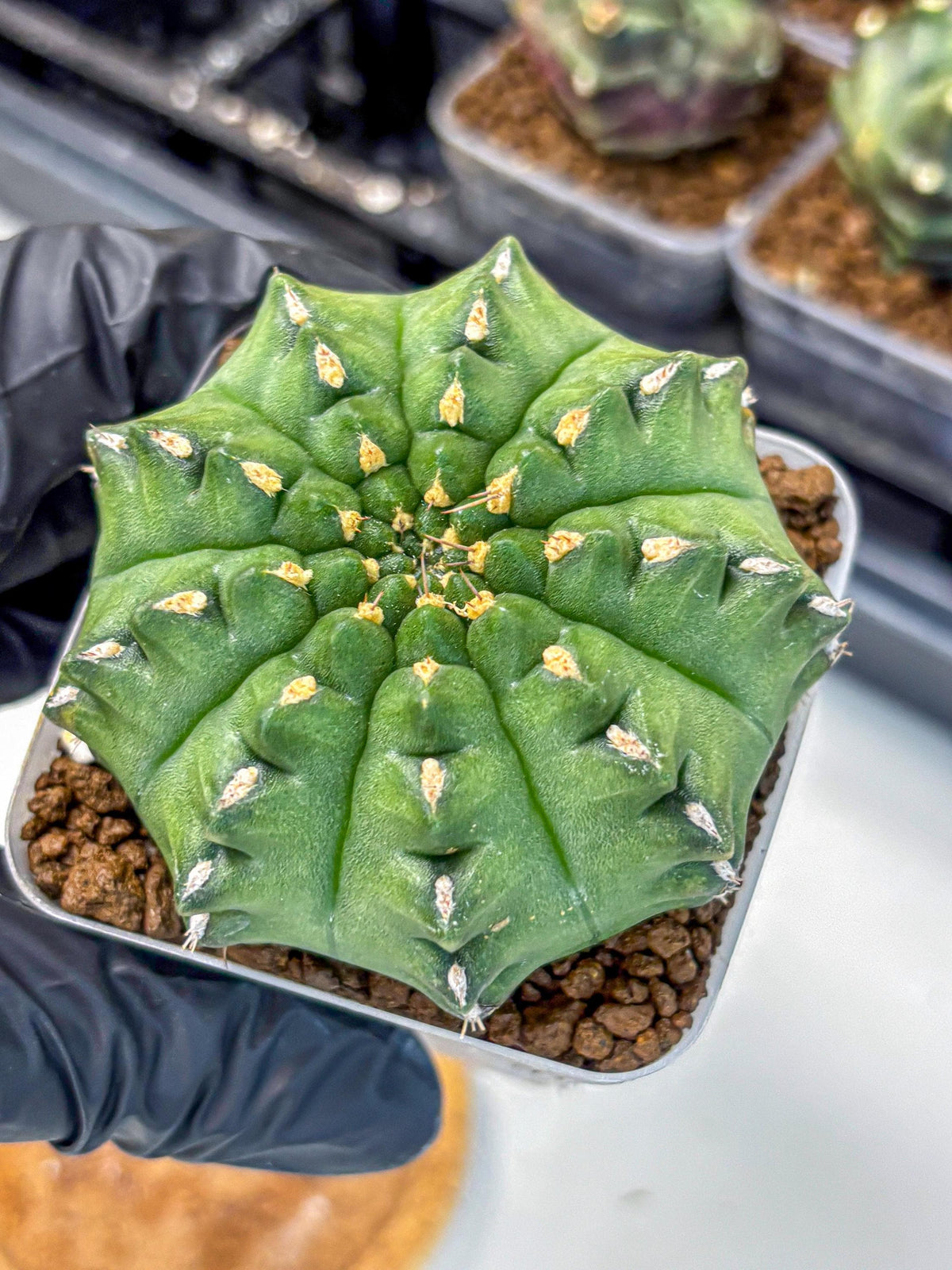 Gymnocalycium Gator (gy11) (13) | Collectable Plant
