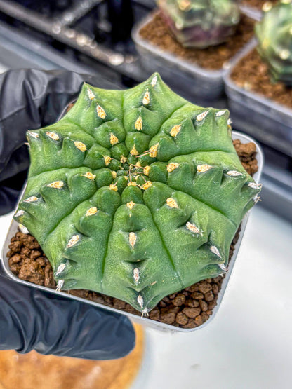 Gymnocalycium Gator (gy11) (13) | Collectable Plant