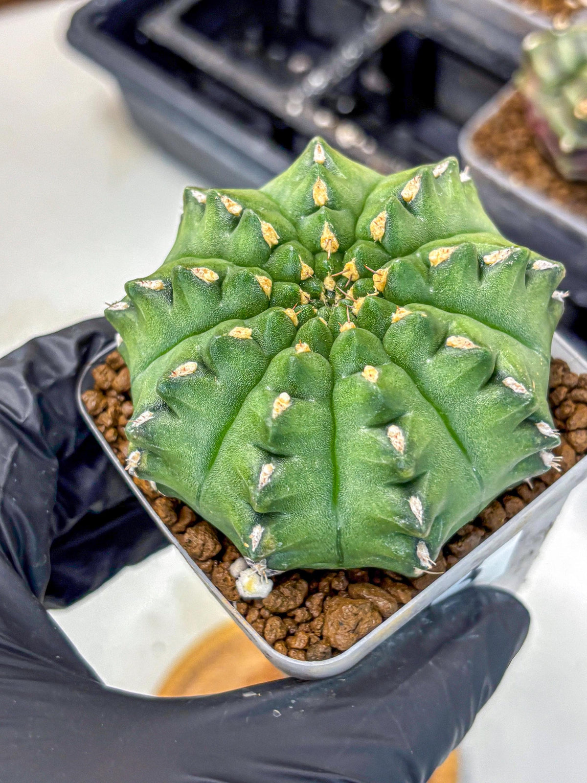 Gymnocalycium Gator (gy11) (13) | Collectable Plant