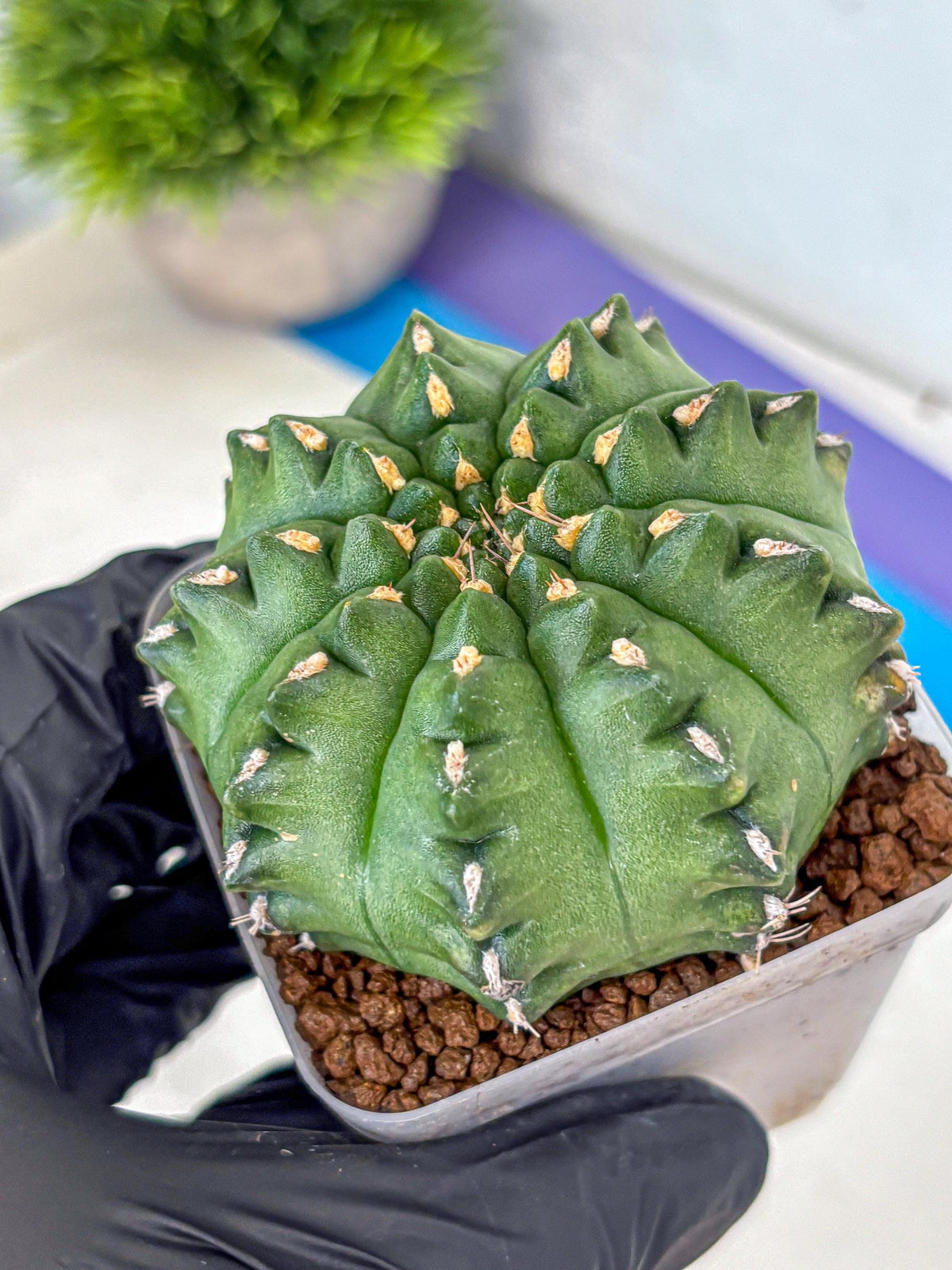 Gymnocalycium Gator (gy11) (13) | Collectable Plant