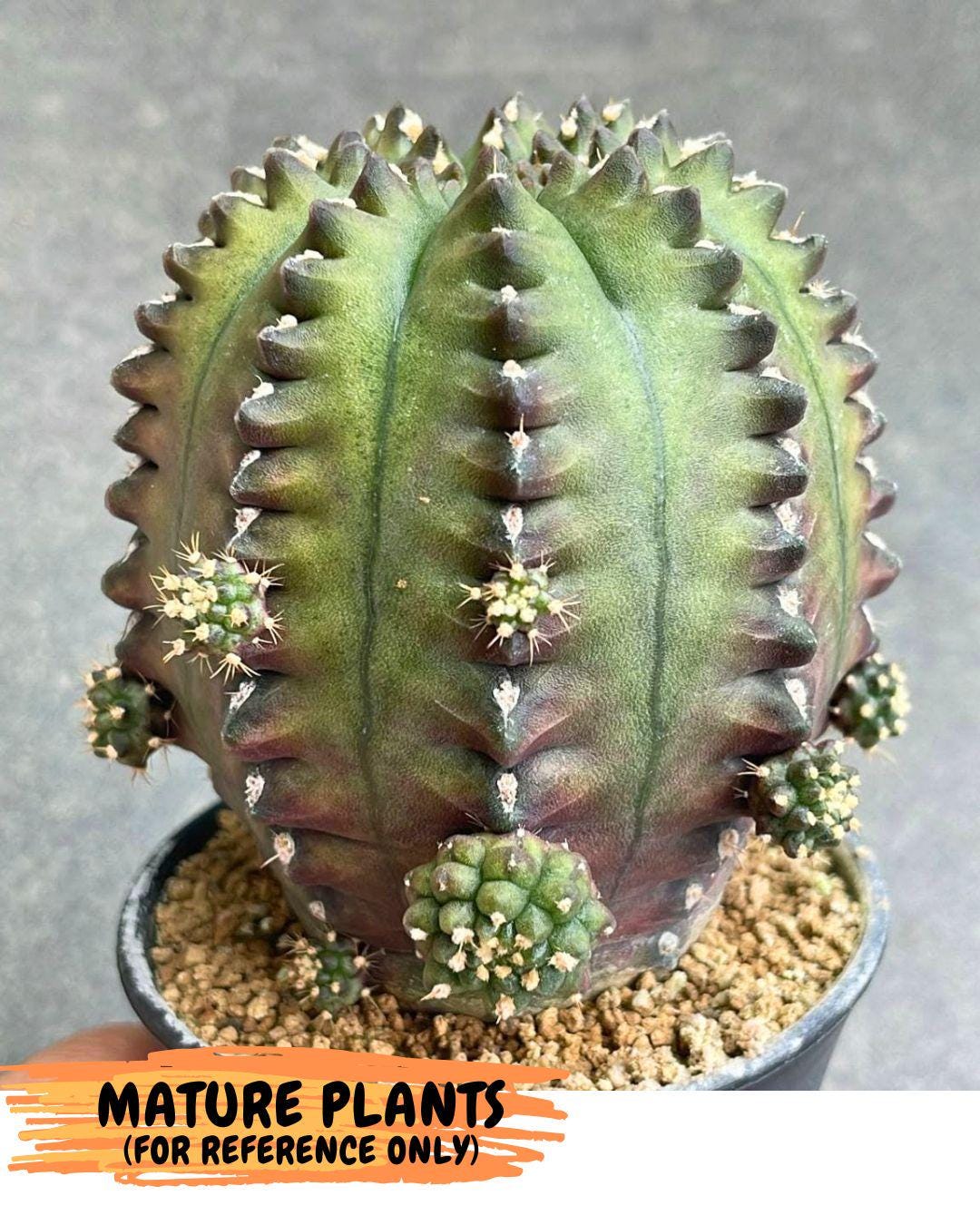 Gymnocalycium Gator (gy11) (15) | Collectable Plant