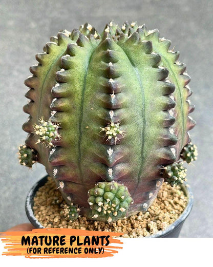 Gymnocalycium Gator (gy11) (15) | Collectable Plant