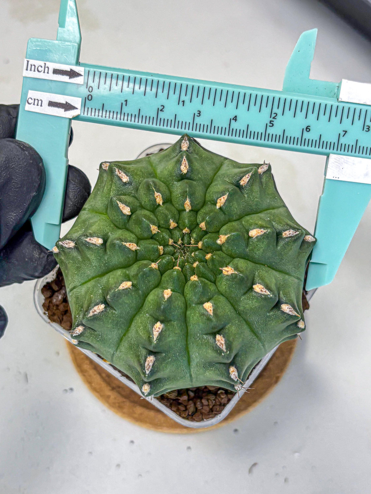 Gymnocalycium Gator (gy11) (15) | Collectable Plant