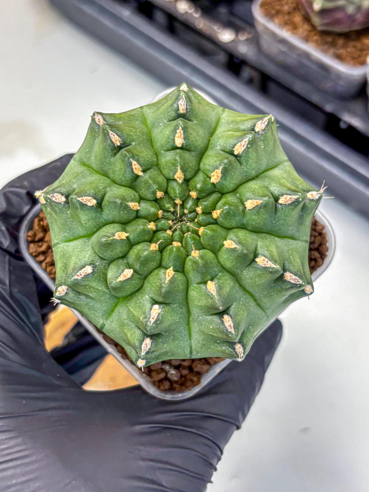 Gymnocalycium Gator (gy11) (15) | Collectable Plant