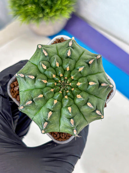 Gymnocalycium Gator (gy11) (15) | Collectable Plant