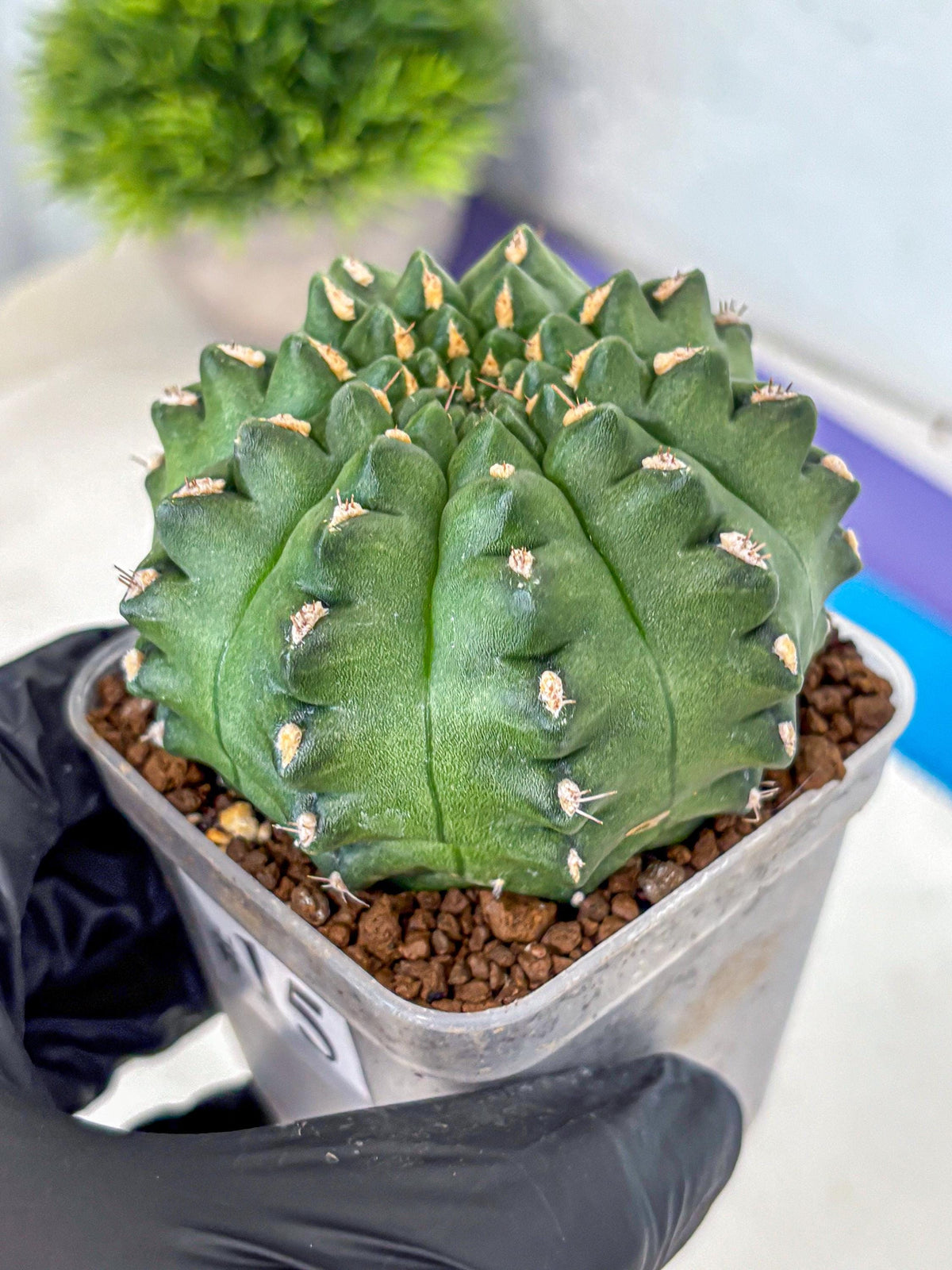Gymnocalycium Gator (gy11) (15) | Collectable Plant