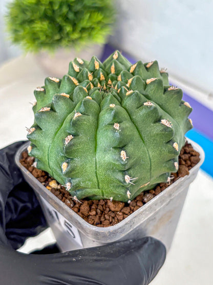 Gymnocalycium Gator (gy11) (15) | Collectable Plant