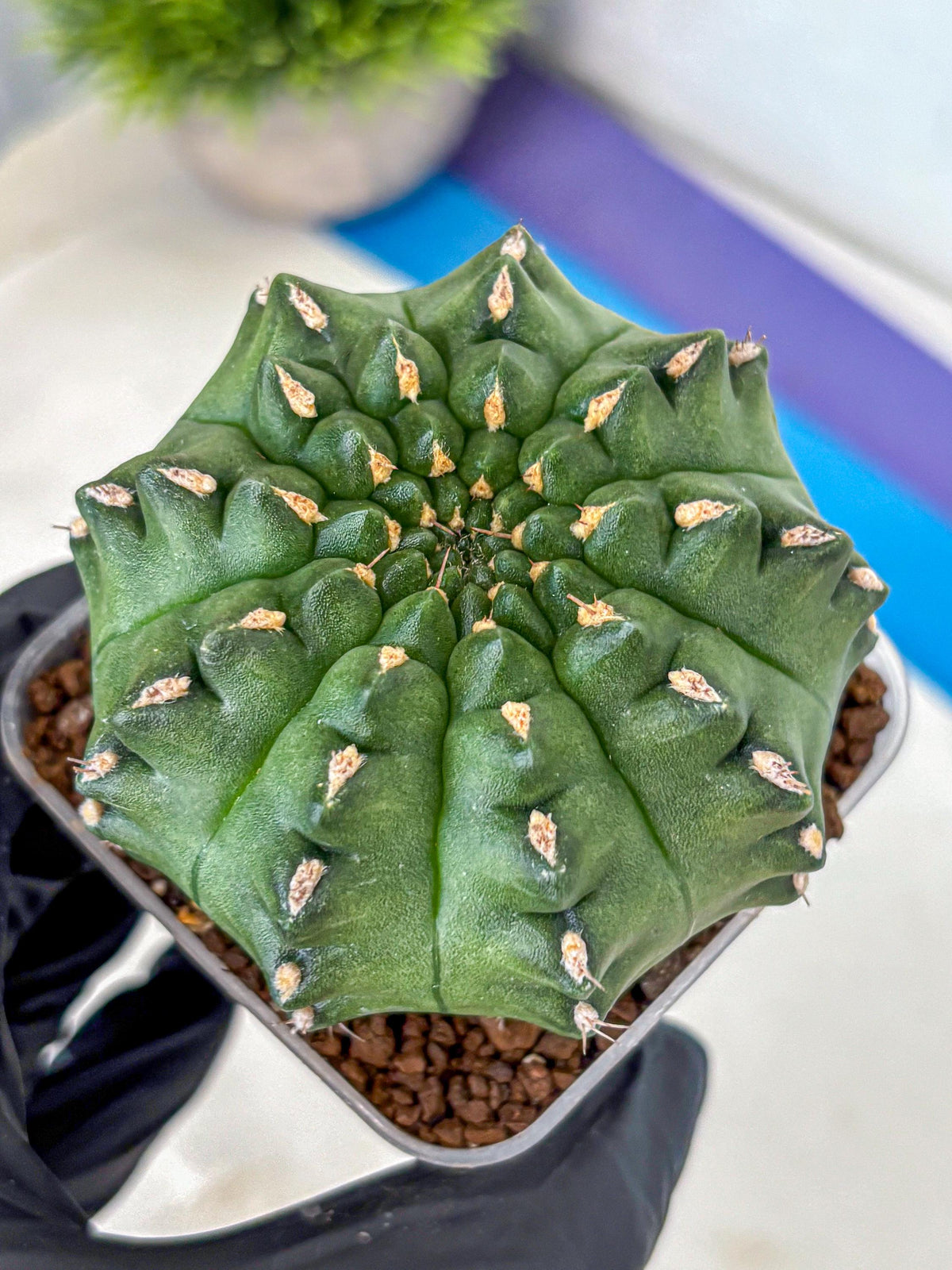 Gymnocalycium Gator (gy11) (15) | Collectable Plant