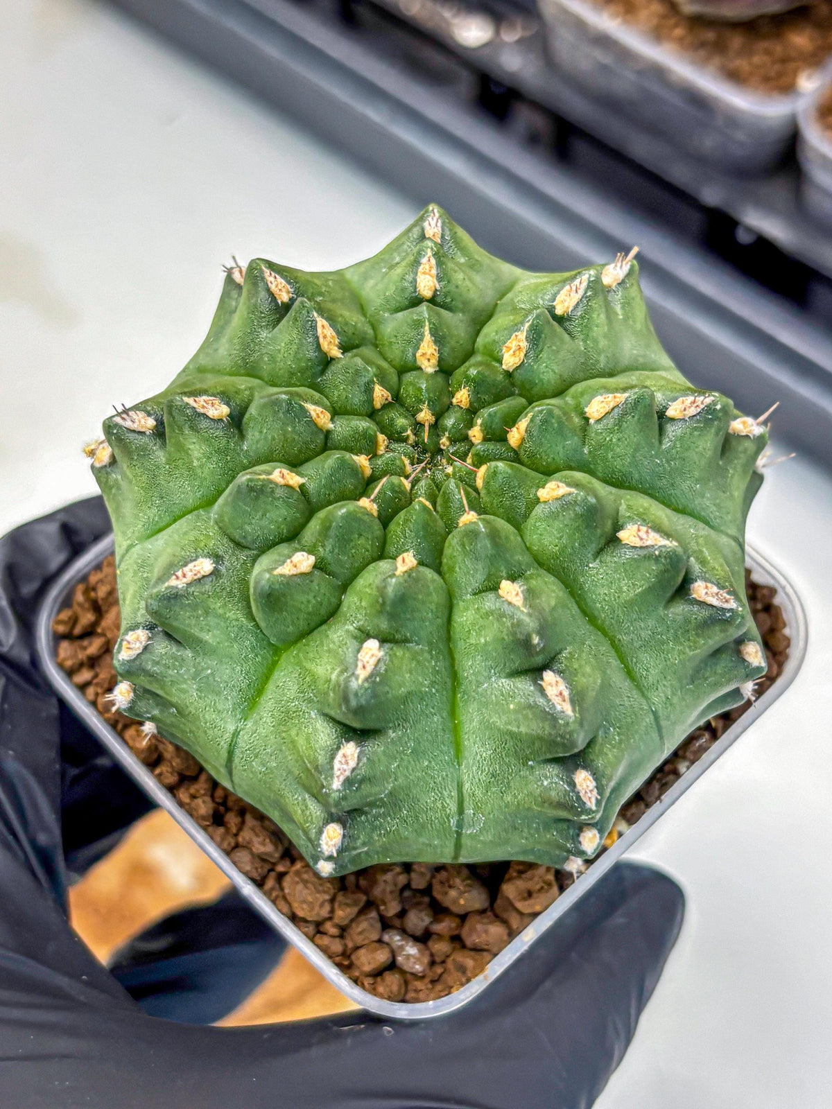 Gymnocalycium Gator (gy11) (15) | Collectable Plant